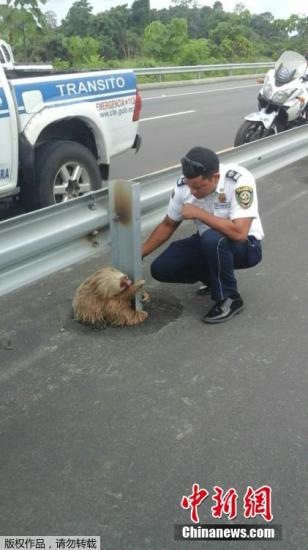 1月26日消息,近日,在厄瓜尔多的一条高速旁,一直树懒宝宝紧紧抱着路边的护栏不放,准备过马路的它被疾驰的汽车吓得困在路边,一直抱着中间的分隔铁杆不敢移动,所幸有民众通报,让运输委员会人员出动相救。