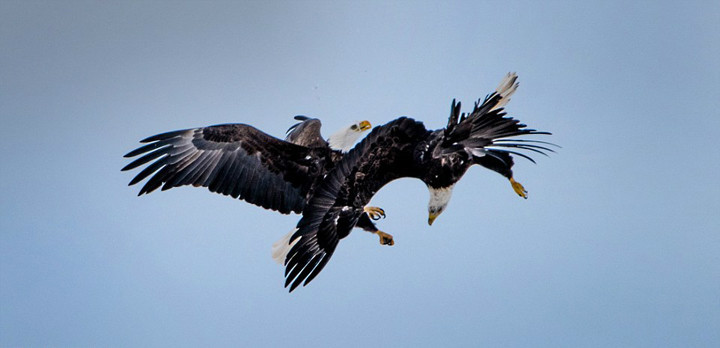 两老鹰高空进行车轮大战 寻求交配(组图)