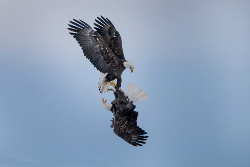 两老鹰高空进行车轮大战 寻求交配(组图)