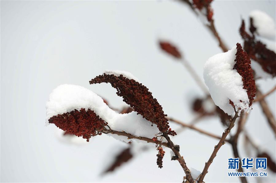 （XHDW）（3）乌兹别克斯坦：雪后初晴