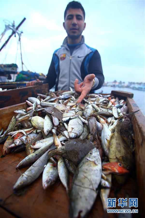 （国际）（2）尼罗河入海口的清晨鱼市