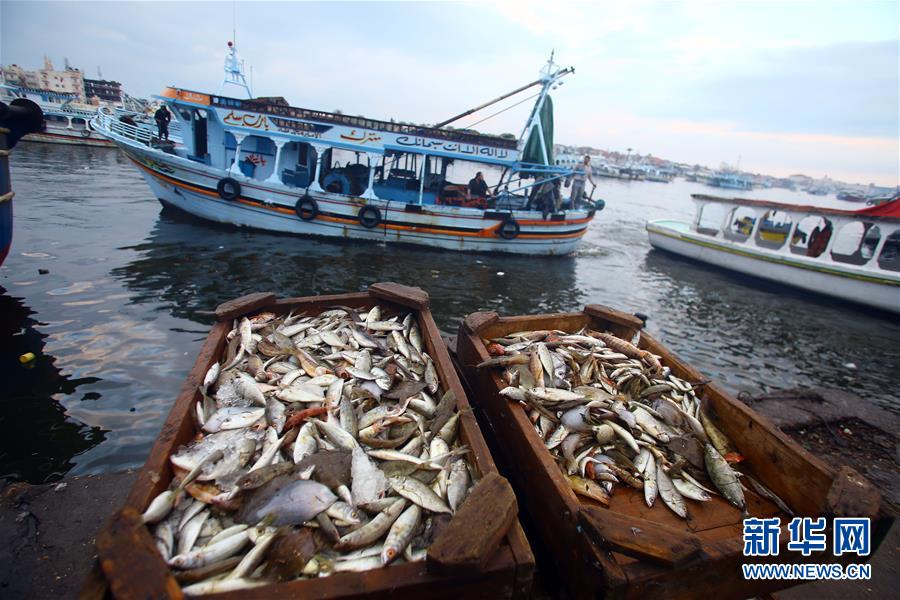 （国际）（4）尼罗河入海口的清晨鱼市