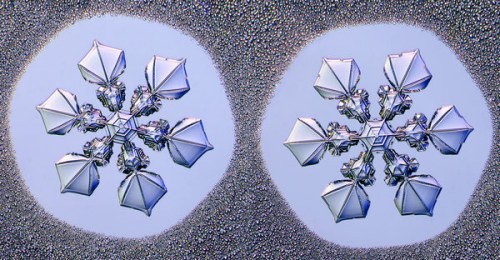 用显微照相镜头拍摄的&ldquo;同卵双生&rdquo;雪花。