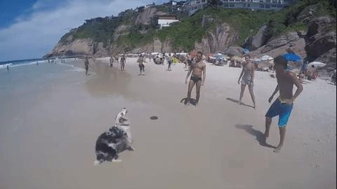 巴西狗狗沙滩秀惊人球技被称&ldquo;犬界球星内马尔&rdquo;