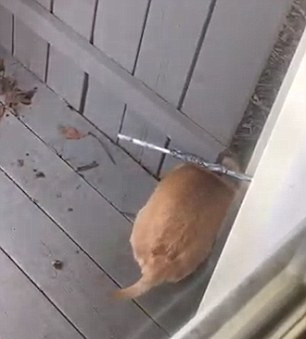 狗狗百思不得其解，弄不清是什么挡住了自己的去路。