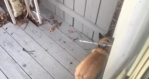 凡妮莎在视频网站上传如何锁住爱犬的妙招。(视频截图)