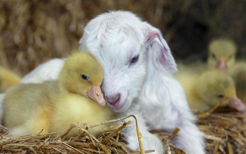 情人节快乐！动物界爱侣恩爱秀不停