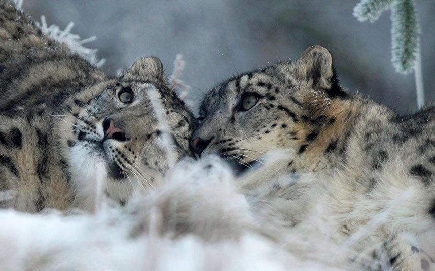 情人节快乐！动物界爱侣恩爱秀不停