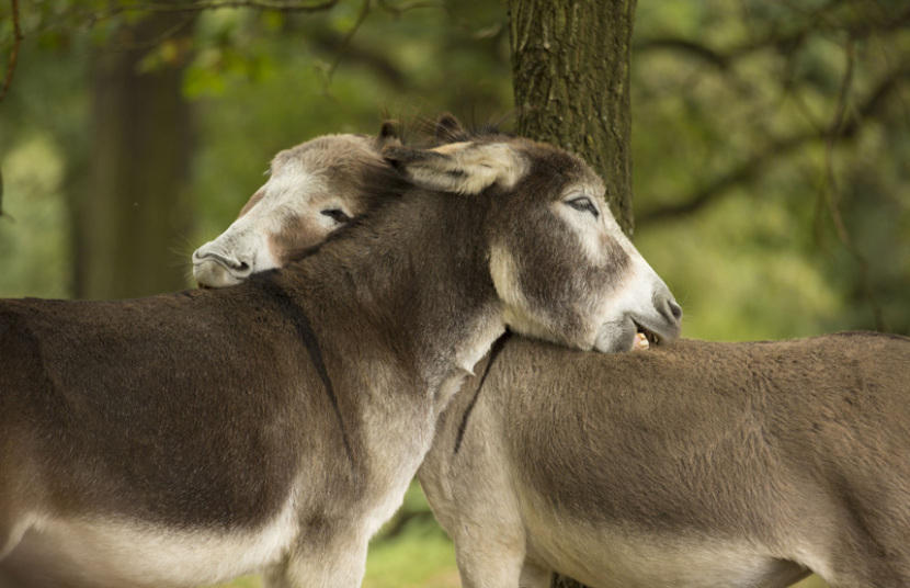 情人节快乐！动物界爱侣恩爱秀不停