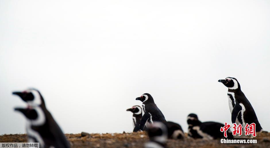 智利成千上万企鹅繁殖季聚集马格达莱纳岛