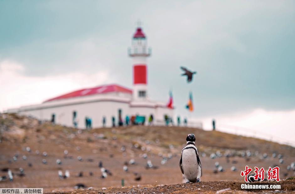 智利成千上万企鹅繁殖季聚集马格达莱纳岛