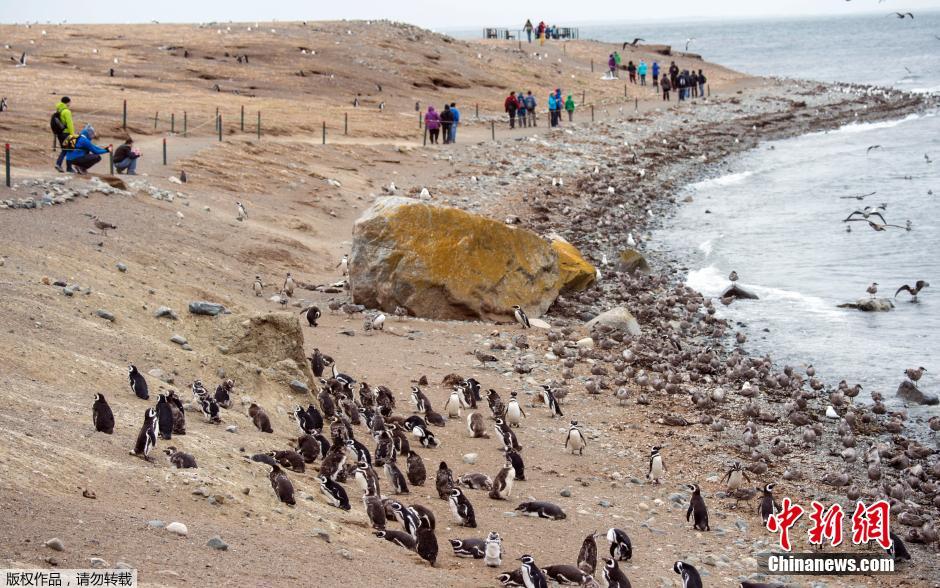 智利成千上万企鹅繁殖季聚集马格达莱纳岛