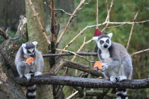 可爱狐猴享心形点心与人类共迎情人节来临(图)