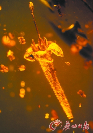 生物学家在1500万年前琥珀中发现已灭绝植物（图）