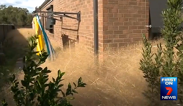 澳大利亚风滚草疯张