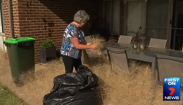 澳大利亚风滚草疯张
