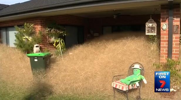 澳大利亚风滚草疯张