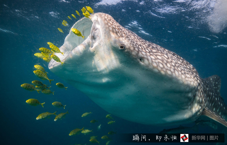 鲸鲨捕食瞬间 血盆大口让鱼群无路可逃