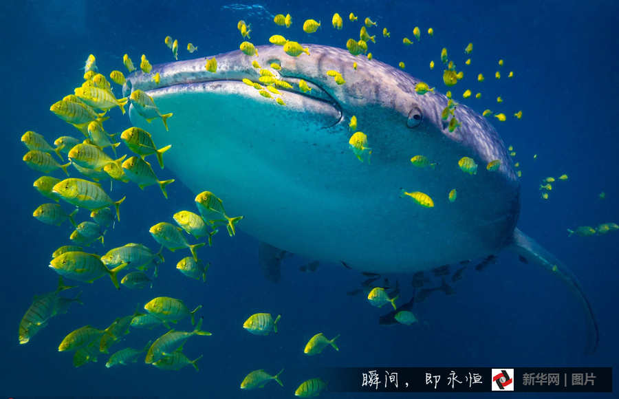 鲸鲨捕食瞬间 血盆大口让鱼群无路可逃