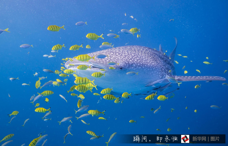 鲸鲨捕食瞬间 血盆大口让鱼群无路可逃
