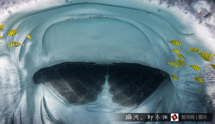 鲸鲨捕食瞬间 血盆大口让鱼群无路可逃