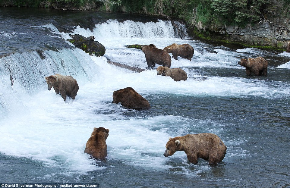 北美灰熊群体捕食三文鱼 抢食打斗