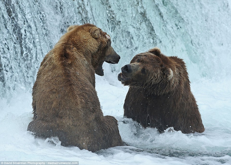 北美灰熊群体捕食三文鱼 抢食打斗