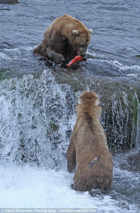 北美灰熊群体捕食三文鱼 抢食打斗