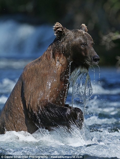 北美灰熊群体捕食三文鱼 抢食打斗