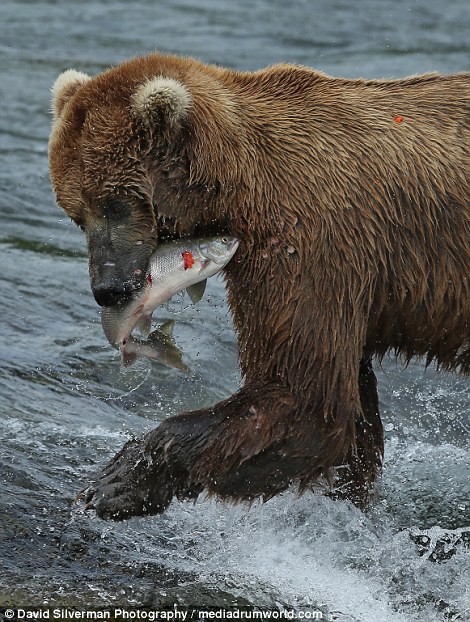 北美灰熊群体捕食三文鱼 抢食打斗
