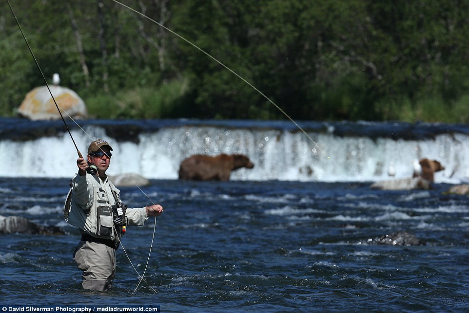 北美灰熊群体捕食三文鱼 抢食打斗