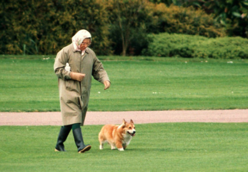 英国女王和她的宠物狗。