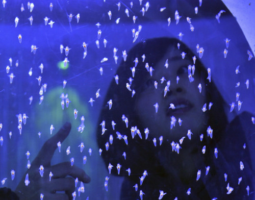 日本展出珍稀冰海精灵 如天使浮动梦幻唯美(图)