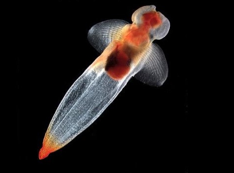 日本展出珍稀冰海精灵 如天使浮动梦幻唯美(图)