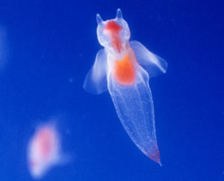 日本展出珍稀冰海精灵 如天使浮动梦幻唯美(图)