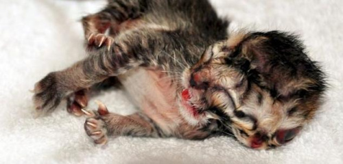 马来西亚&ldquo;双脸猫&rdquo;引热议主人悉心照顾日趋健康