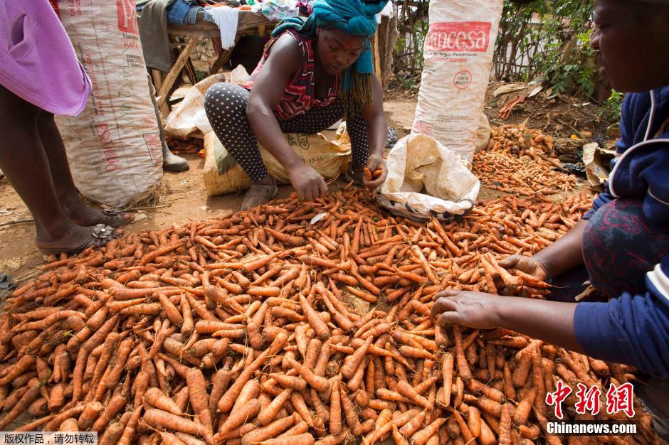 厄尔尼诺加剧海地旱情 饥荒造成大批儿童营养不良