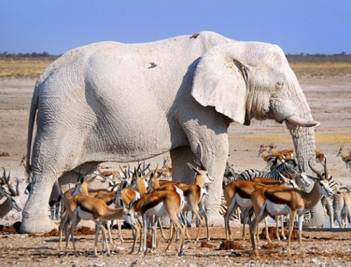 大象在泥潭里打滚后，全身成了灰白色。