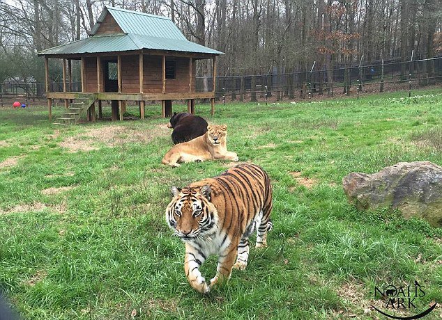 狮虎熊相依相伴15年 结下不可思议的友情