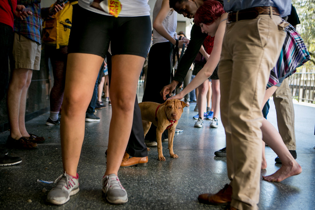 直击&ldquo;超级星期二&rdquo;：12州选民前往投票站