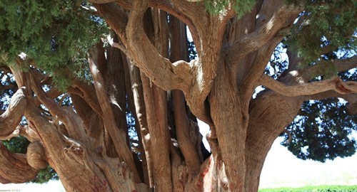 伊朗世界第二古树与埃及金字塔同龄（图）