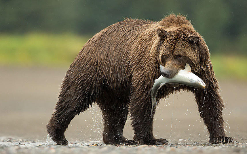 摄影师拍摄阿拉斯加棕熊捕食鲑鱼画面