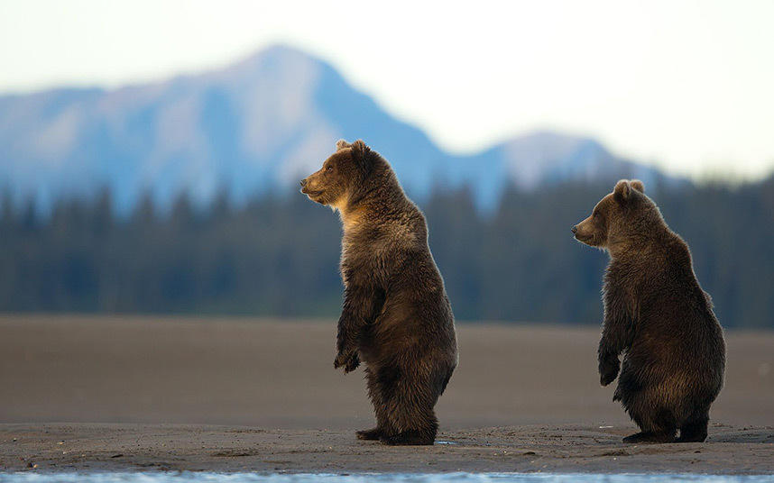 摄影师拍摄阿拉斯加棕熊捕食鲑鱼画面