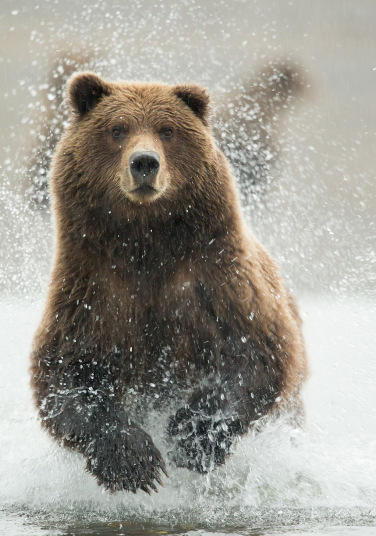 摄影师拍摄阿拉斯加棕熊捕食鲑鱼画面