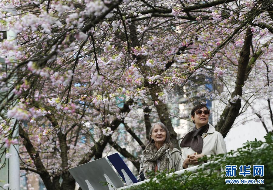 （晚報）（1）溫哥華櫻花提前綻放 