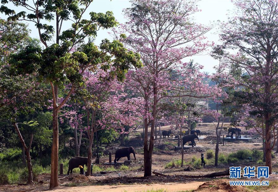 （国际）（4）探访世界上第一所大象孤儿院：斯里兰卡大象孤儿院