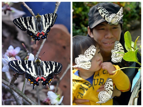 日本珍稀蝴蝶被赞&ldquo;春日女神&rdquo;优雅花间舞（图）