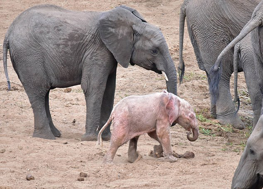 游客在南非野生动物园发现罕见粉红色幼象