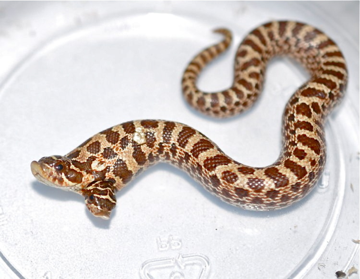 美国男子酷爱收养双头动物新宠“双鼻狗”受追捧(组图)-新华网, image size:1200x929