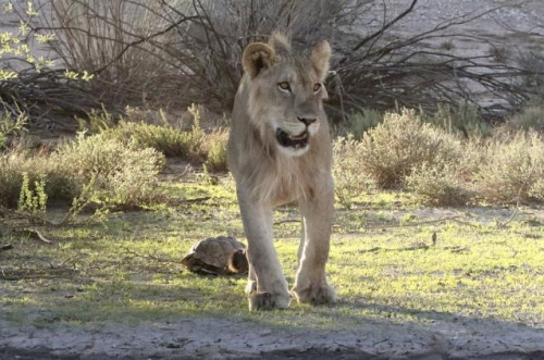 它令狮子无可奈何？缩壳乌龟逃过血盆大口（组图）
